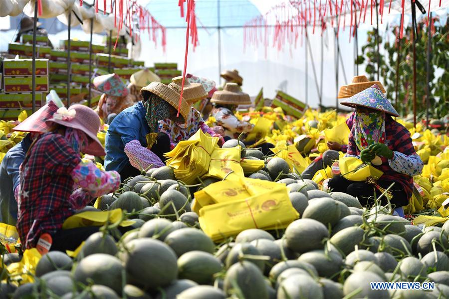 CHINA-HAINAN-HONEYDEW MELON(CN)