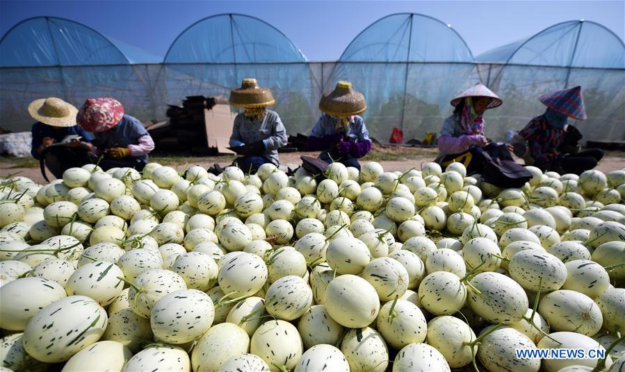 CHINA-HAINAN-HONEYDEW MELON(CN)