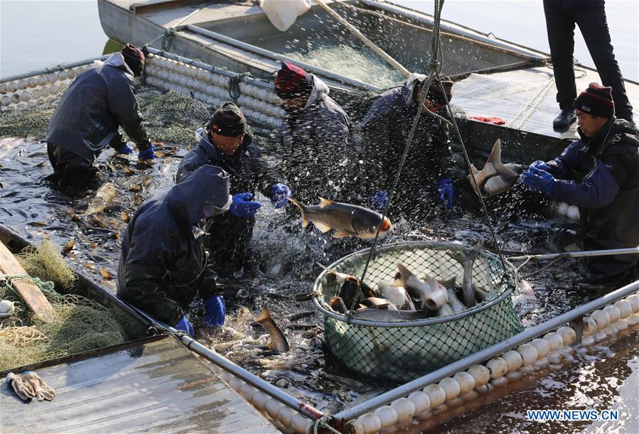 #CHINA-SHANDONG-FISH CATCHING (CN)
