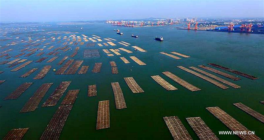 CHINA-GUANGXI-QINZHOU-OYSTER-CULTIVATION (CN)