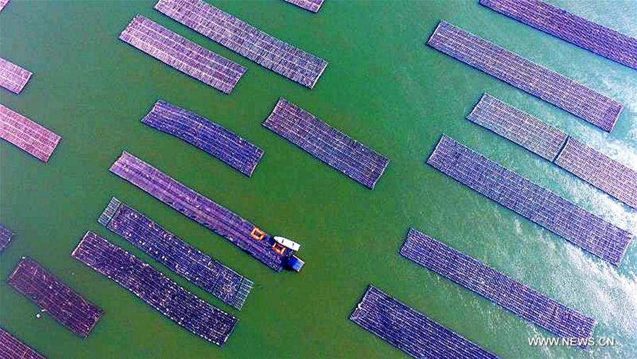 CHINA-GUANGXI-QINZHOU-OYSTER-CULTIVATION (CN)