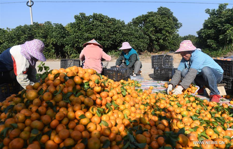 CHINA-NANNING-ORANGE-HARVEST (CN)