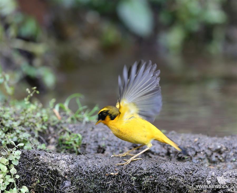 CHINA-YUNNAN-GAOLIGONG MOUNTAIN-BIRDS (CN)