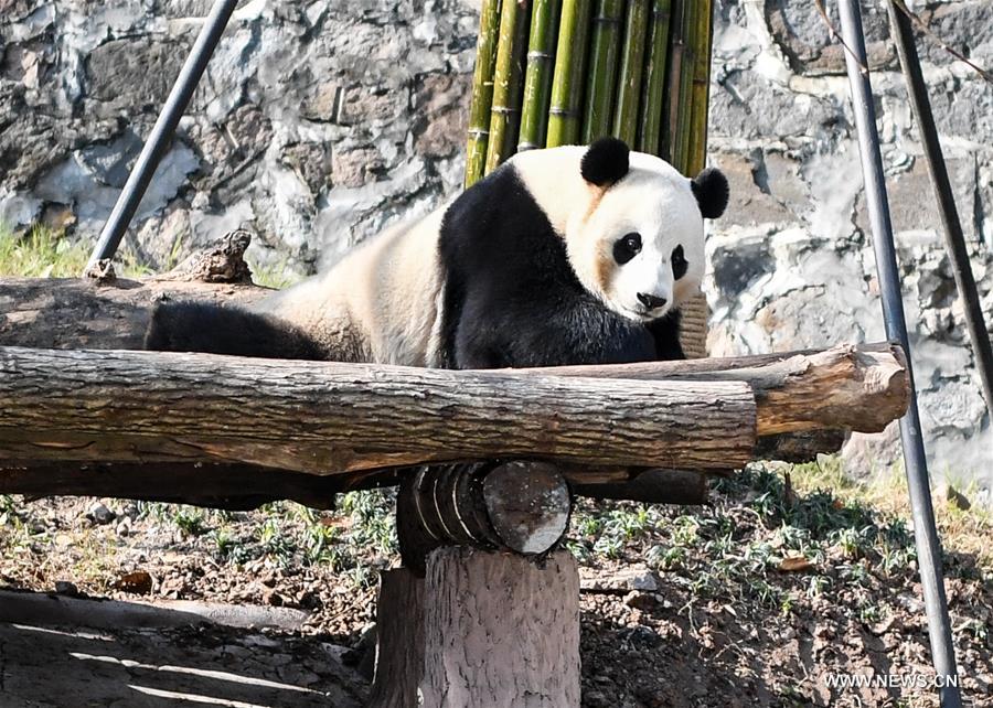 **CHINA-SICHUAN-DUJIANGYAN-GIANT PANDA (CN)