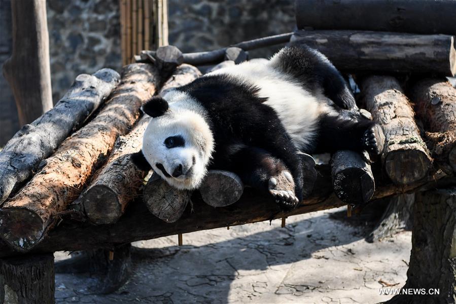 **CHINA-SICHUAN-DUJIANGYAN-GIANT PANDA (CN)