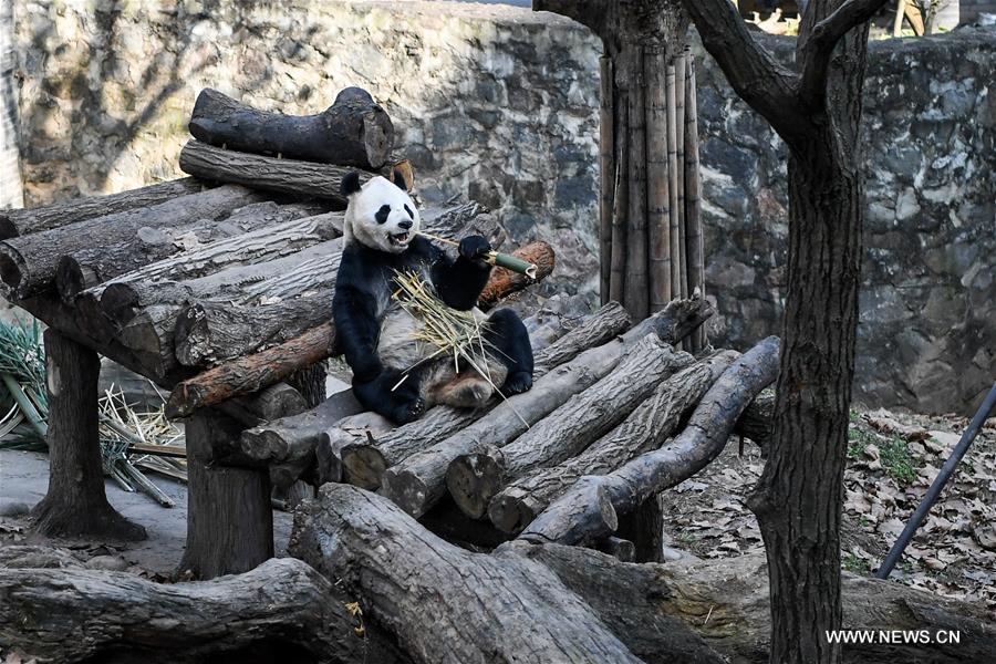**CHINA-SICHUAN-DUJIANGYAN-GIANT PANDA (CN)