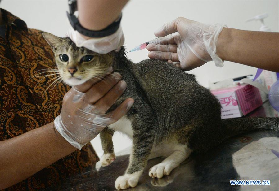 INDONESIA-SOUTH TANGERANG-CATS-ANTI-RABIES VACCINE