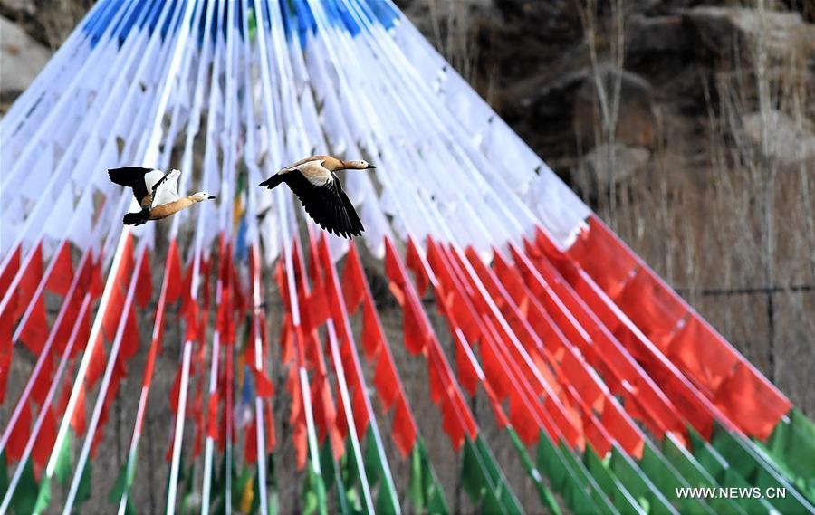 Diversified birds inhabit in Lhasa River of Tibet
