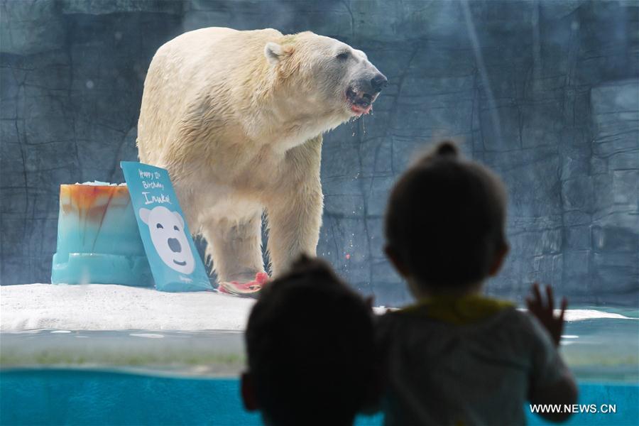 SINGAPORE-ZOO-POLAR BEAR-INUKA-BIRTHDAY