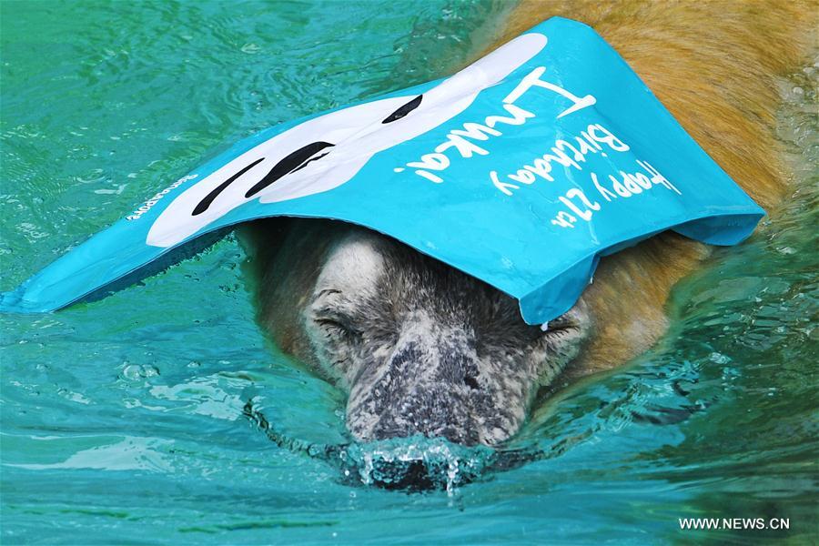SINGAPORE-ZOO-POLAR BEAR-INUKA-BIRTHDAY