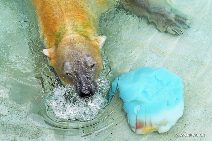 SINGAPORE-ZOO-POLAR BEAR-INUKA-BIRTHDAY