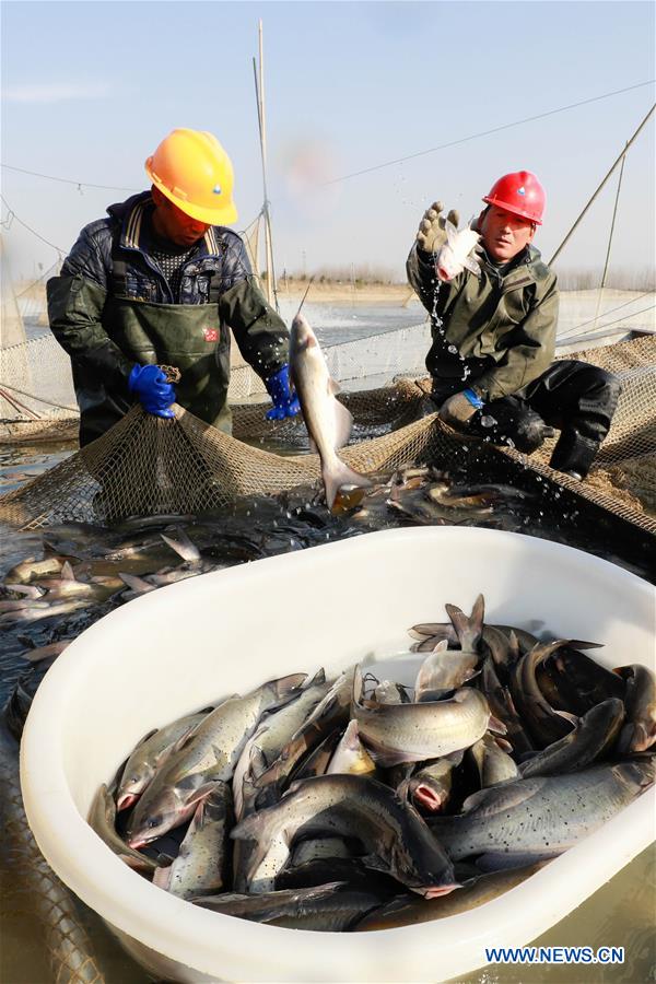 #CHINA-JIANGSU-FISH CATCHING (CN)