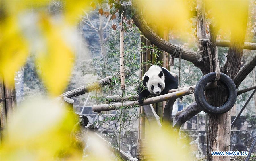 CHINA-SICHUAN-GIANT PANDA(CN)