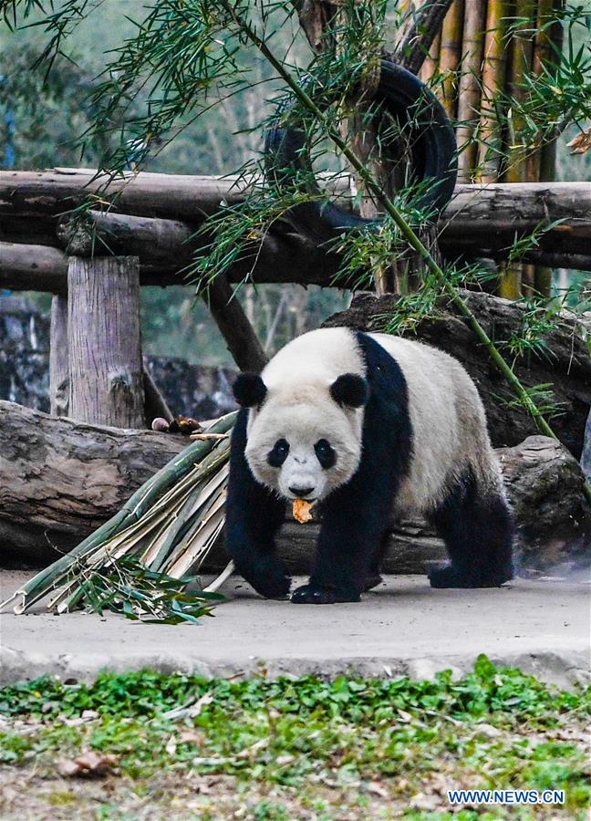 CHINA-SICHUAN-GIANT PANDA(CN)