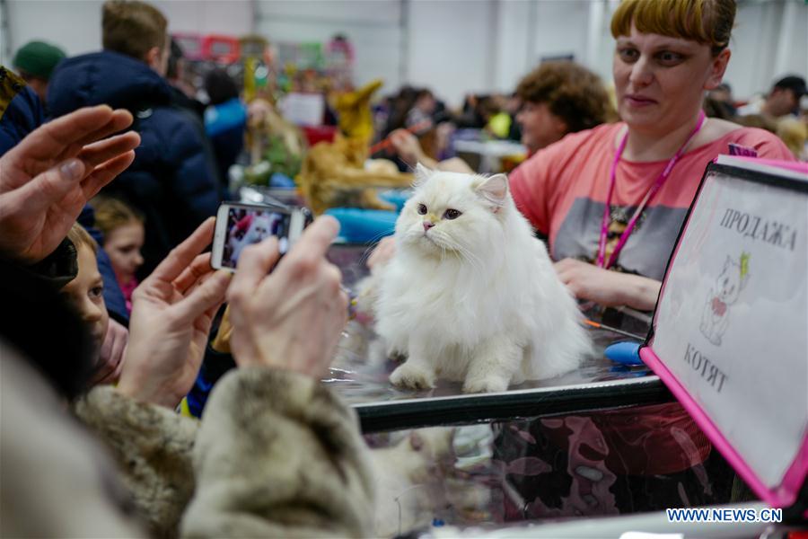 RUSSIA-MOSCOW-CAT SHOW