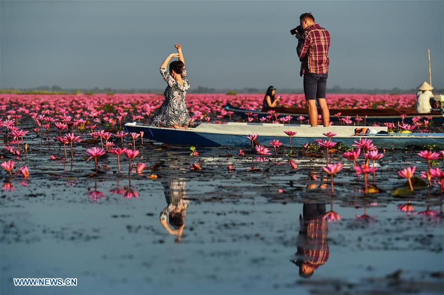 THAILAND-UDON THANI-WATER LILIES-BLOSSOM