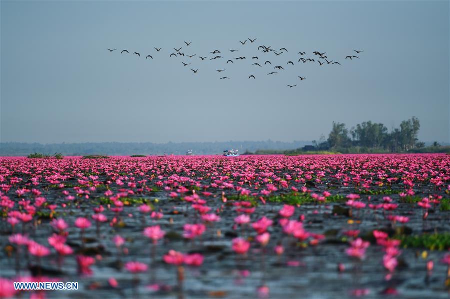 THAILAND-UDON THANI-WATER LILIES-BLOSSOM