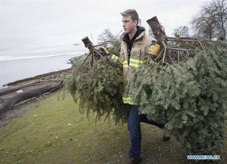 Firefighters collect Christmas trees for recycling in Richmond, Canada