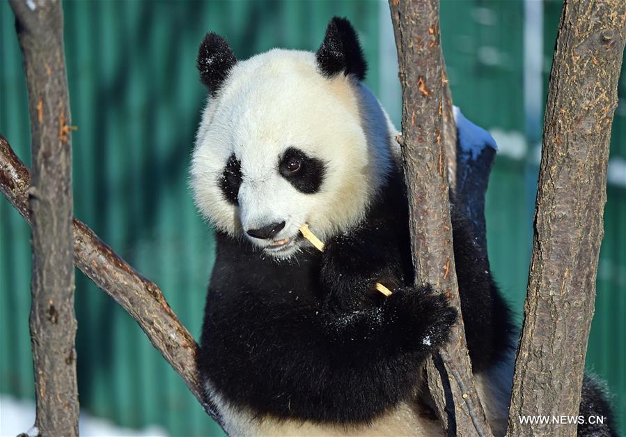 CHINA-SHENYANG-GIANT PANDA (CN)