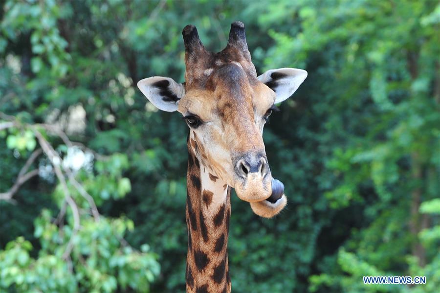 THAILAND-BANGKOK-ANIMAL-ZOO