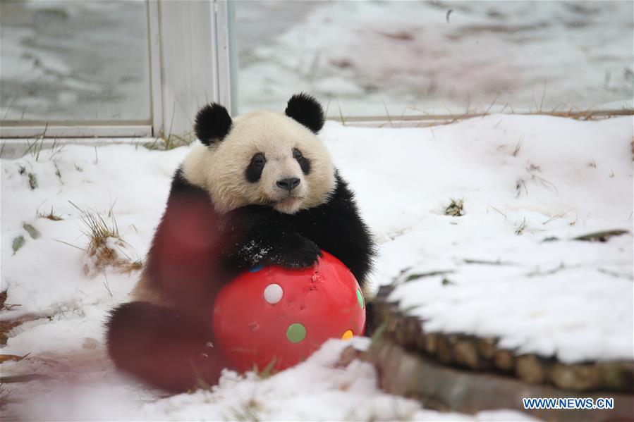 Giant panda plays in snow at Xi'an Qinling Zoological Park