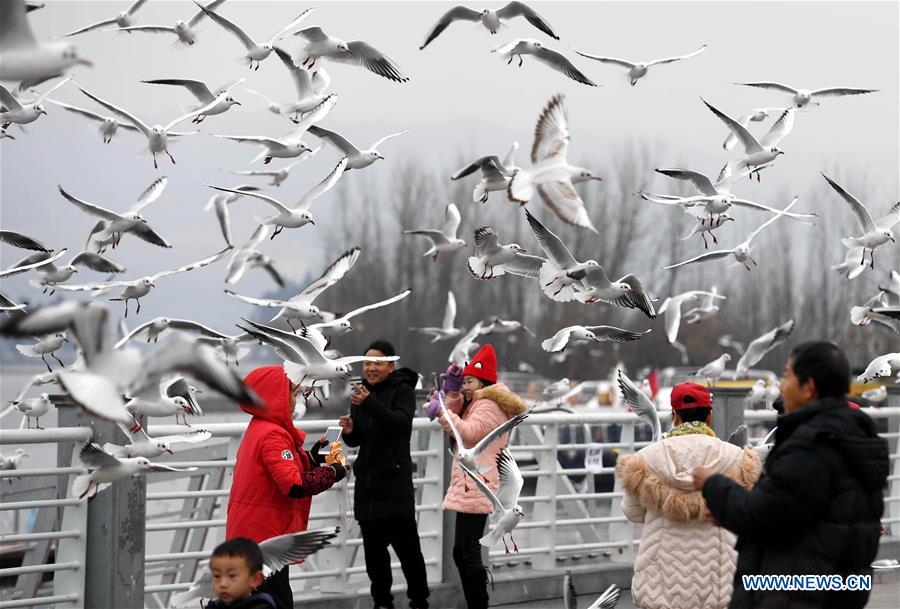 CHINA-YUNNAN-KUNMING-BLACK-HEADED GULLS (CN)