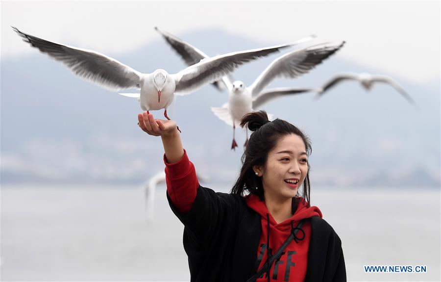 CHINA-YUNNAN-KUNMING-BLACK-HEADED GULLS (CN)
