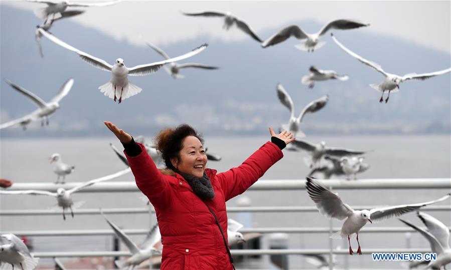 CHINA-YUNNAN-KUNMING-BLACK-HEADED GULLS (CN)