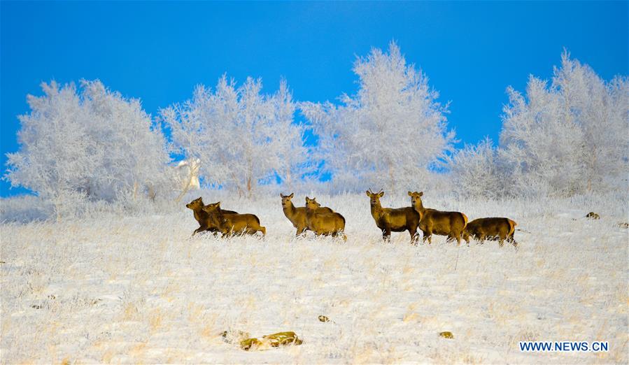 CHINA-INNER MONGOLIA-RIME SCENERY(CN)
