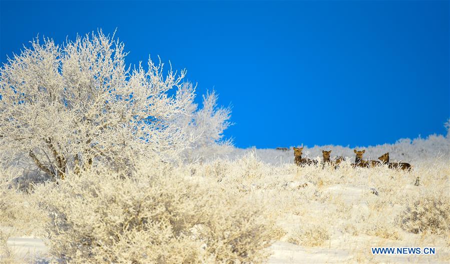 CHINA-INNER MONGOLIA-RIME SCENERY(CN)