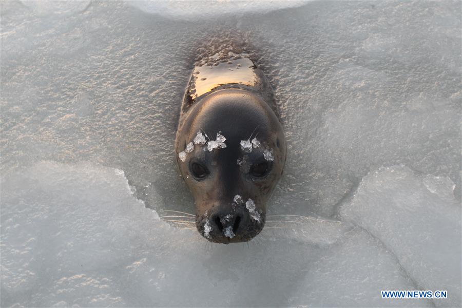 #CHINA-YANTAI-SPOTTED SEALS (CN)