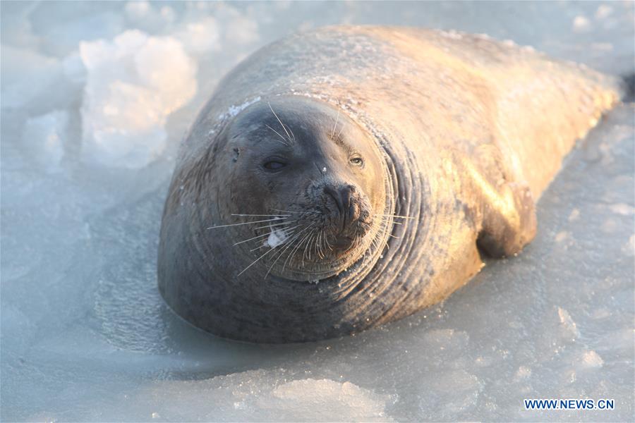 #CHINA-YANTAI-SPOTTED SEALS (CN)