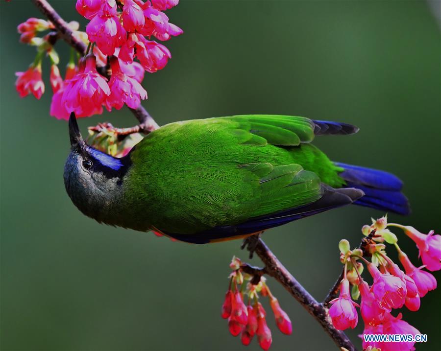 CHINA-FUJIAN-CHEERY BLOSSOM-BIRDS (CN)