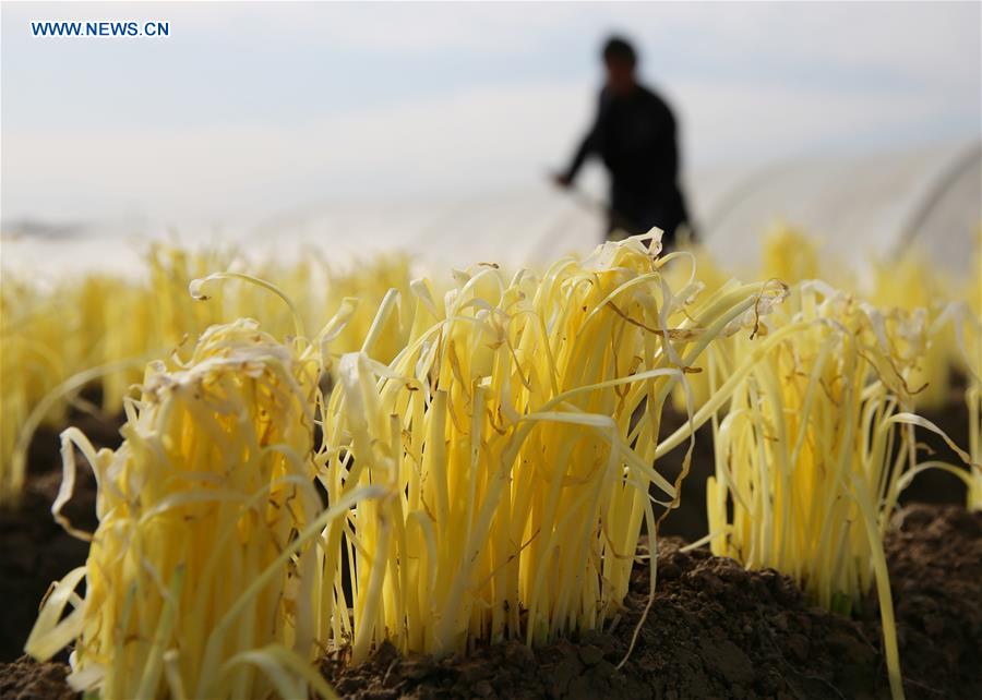 #CHINA-JIANGSU-FARMING-VEGETABLE (CN)