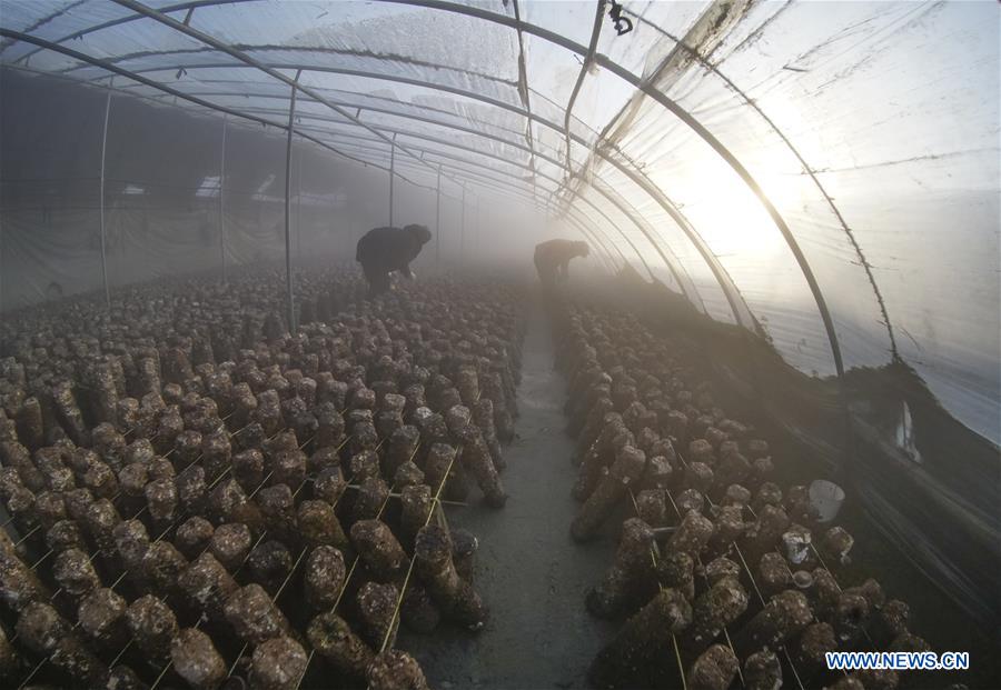 #CHINA-WINTER-DAHAN-SOLAR TERM-FARM WORK (CN)