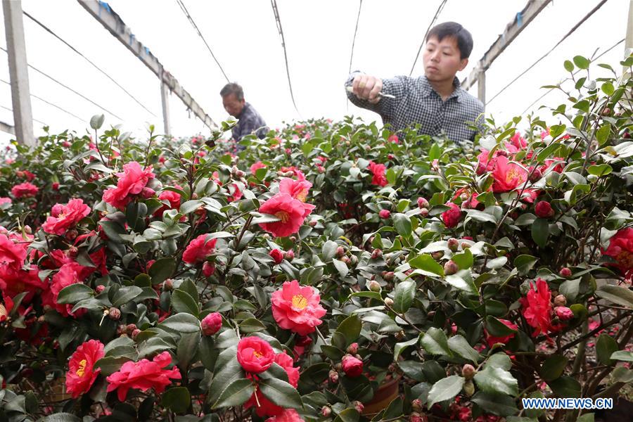 #CHINA-WINTER-DAHAN-SOLAR TERM-FARM WORK (CN)