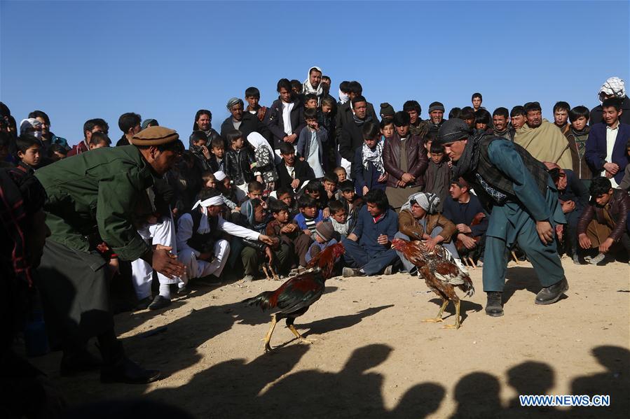 In pics: cock fighting in Ghanzi province, Afg