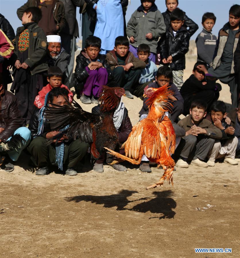 AFGHANISTAN-GHAZNI-COCK FIGHTING