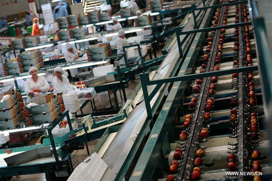 CHILE-MOSTAZAL-FRUIT PRODUCER-CHINA-EXPORT