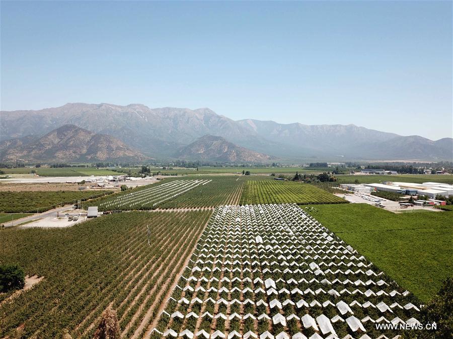 CHILE-MOSTAZAL-FRUIT PRODUCER-CHINA-EXPORT