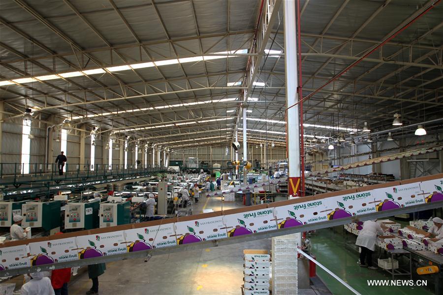 CHILE-MOSTAZAL-FRUIT PRODUCER-CHINA-EXPORT