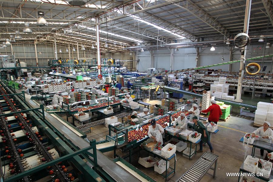 CHILE-MOSTAZAL-FRUIT PRODUCER-CHINA-EXPORT