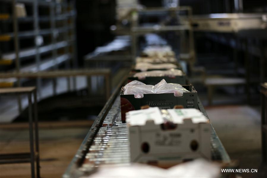 CHILE-MOSTAZAL-FRUIT PRODUCER-CHINA-EXPORT