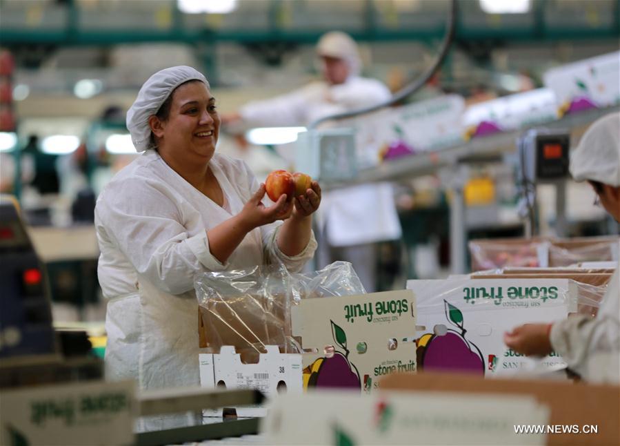 CHILE-MOSTAZAL-FRUIT PRODUCER-CHINA-EXPORT