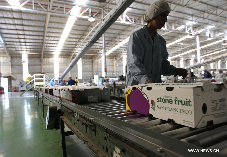 CHILE-MOSTAZAL-FRUIT PRODUCER-CHINA-EXPORT