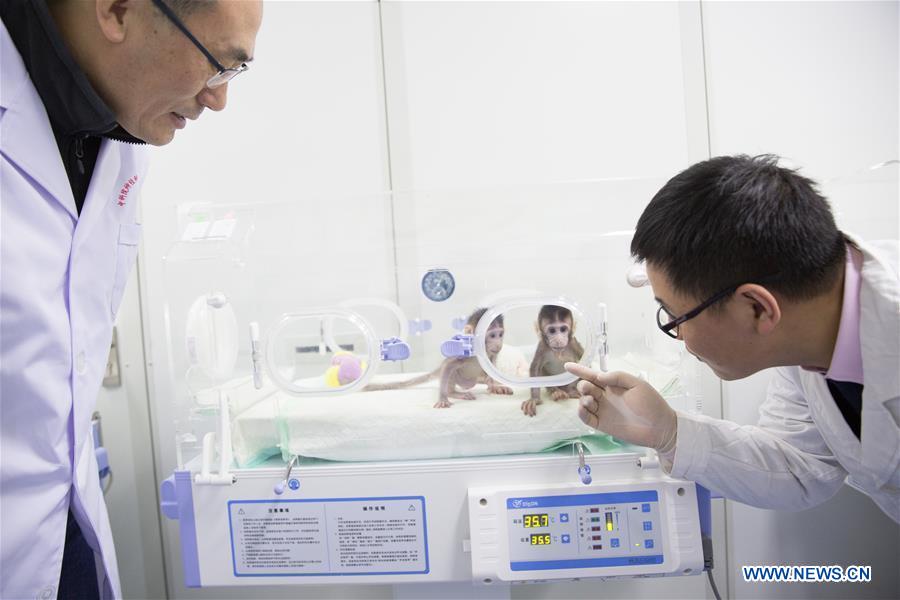 CHINA-BEIJING-CLONED MACAQUES-SUCCESS (CN)