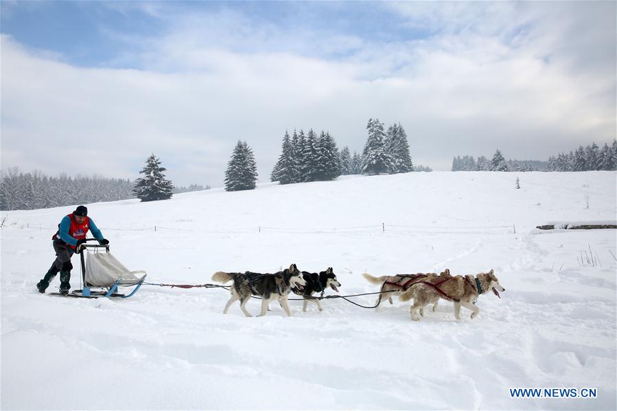(SP)ROMANIA-BAILE TUSNAD-SLED DOG SPIRINT COMPETITION