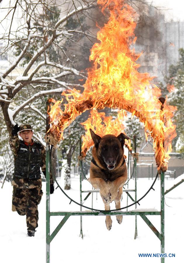 #CHINA-HEFEI-POLICE DOG (CN)