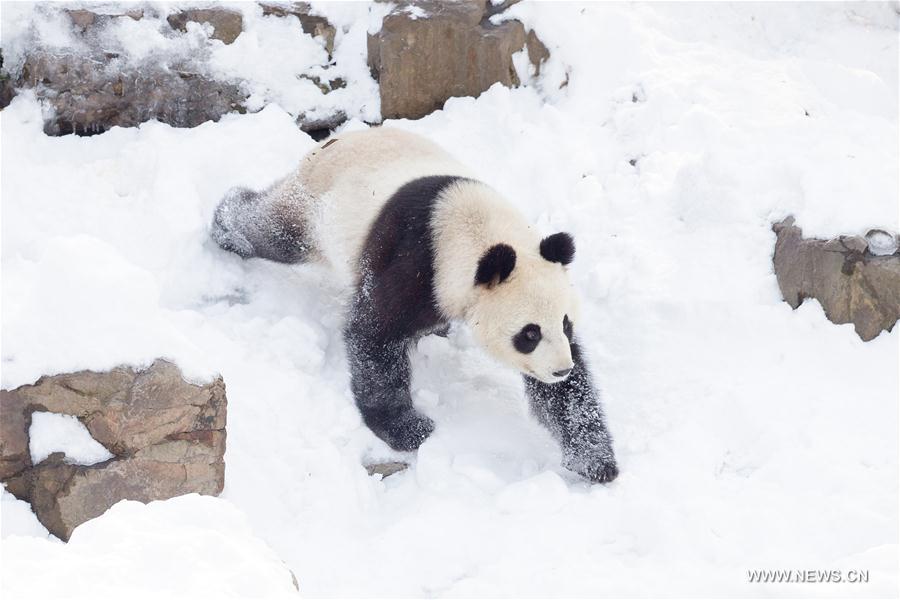 #CHINA-NANJING-SNOW-GIANT PANDA (CN)