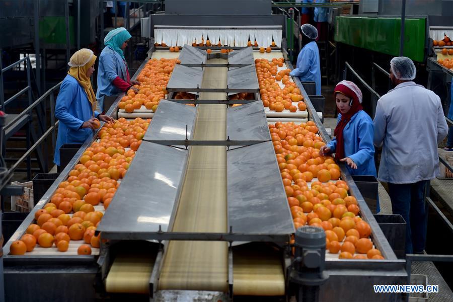 Feature Citrus farms prosper in Egypt as country 3rd largest